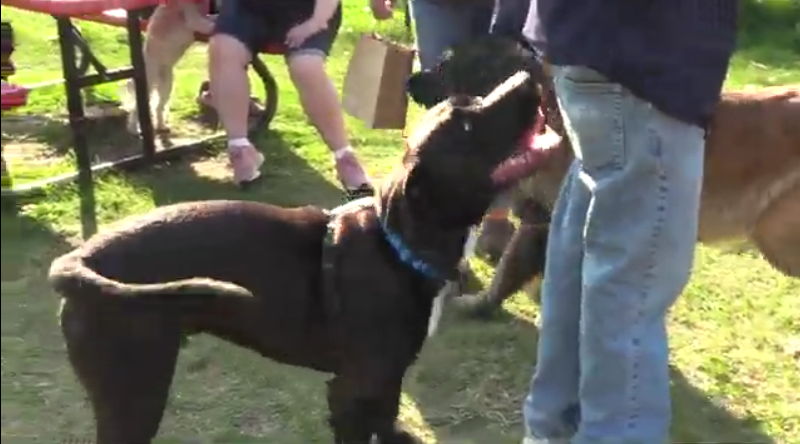 A dog at Dog Days in Orono Park